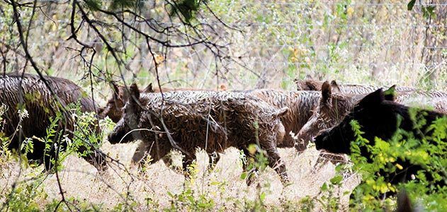 wild-hogs-running-631.jpg__800x600_q85_crop