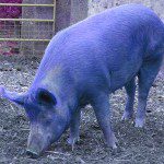 Blue pig